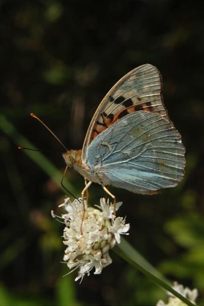 Argynnis-pandora-07.jpg