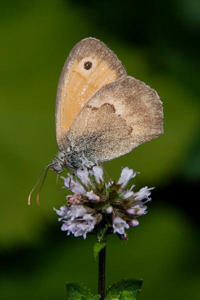 Maniola jurtina â™€35.jpg