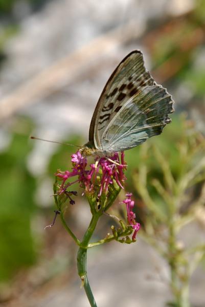 Argynnis-pandora-04.jpg