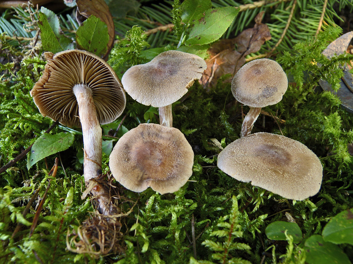 несъедобные грибы подмосковья фото