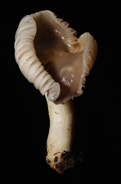 Hygrocybe flavipes 11.jpg