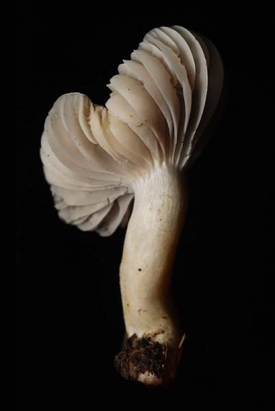 Hygrocybe flavipes 07.jpg