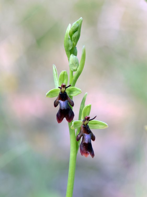 Ophrys insctifera L. 1753. 1.jpg