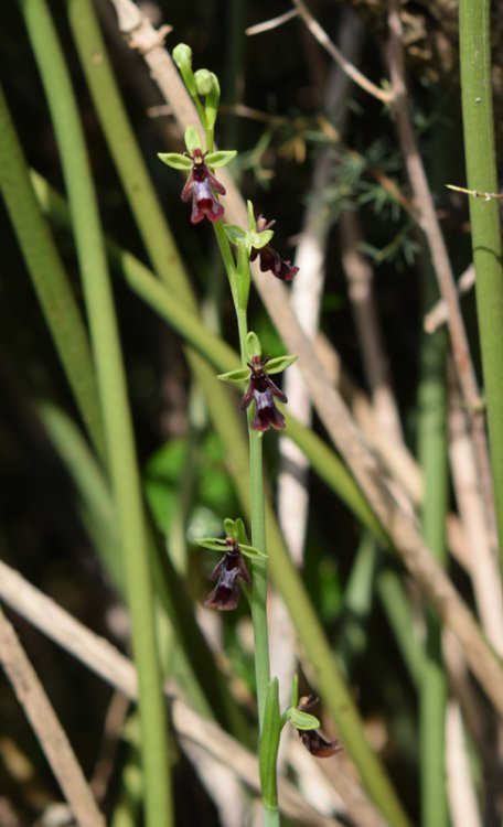 Ophrys insctifera L. 1753. 6.jpg