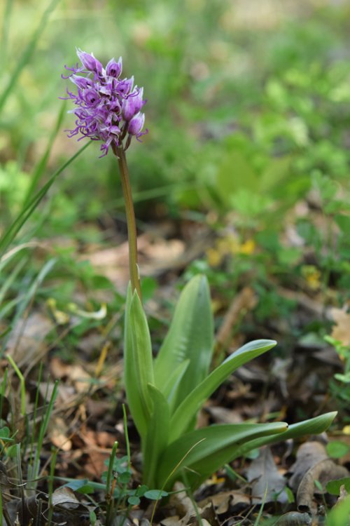 Orchis simia Lam. 1779. 1.jpg