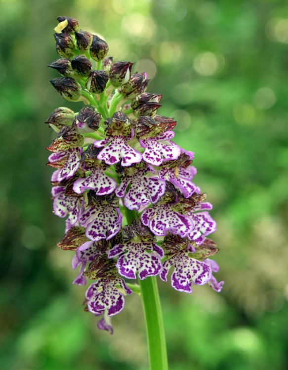 Orchis purpurea Huds. 1762. 5.jpg