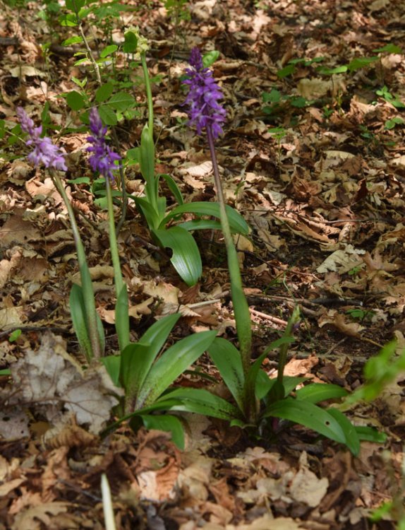 Orchis mascula subsp. speciosa (Mutel) Hegi 1909. 1.jpg