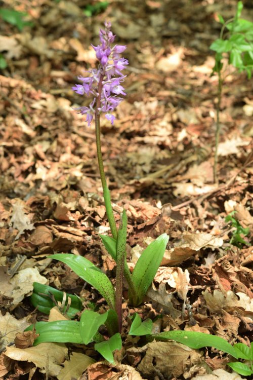 Orchis mascula subsp. speciosa (Mutel) Hegi 1909. 2.jpg