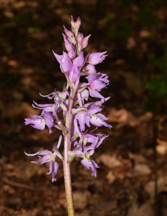 Orchis mascula subsp. speciosa (Mutel) Hegi 1909. 3.jpg