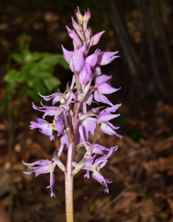 Orchis mascula subsp. speciosa (Mutel) Hegi 1909. 4.jpg