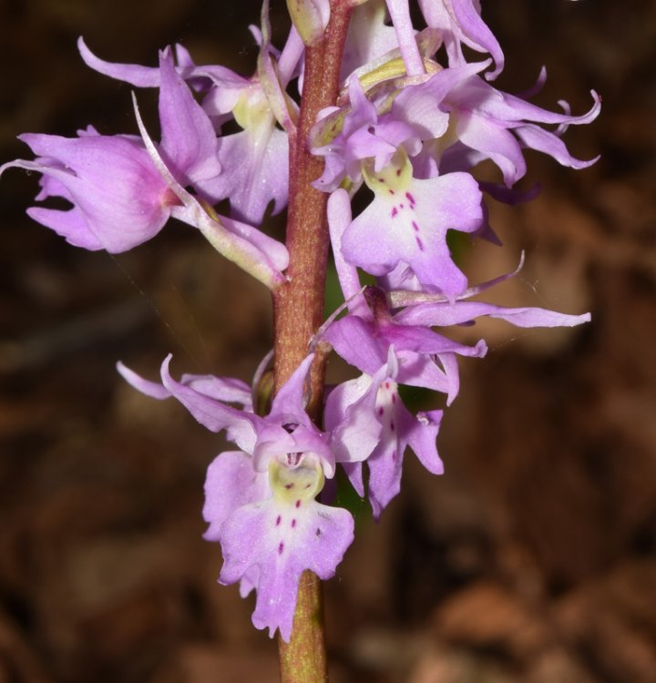 Orchis mascula subsp. speciosa (Mutel) Hegi 1909. 5.jpg