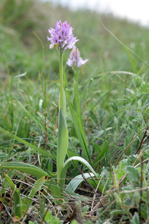 Neotinea tridentata (Scop.) R.M. Bateman, Pridgeon & M.W. Chase 1997. 1.jpg