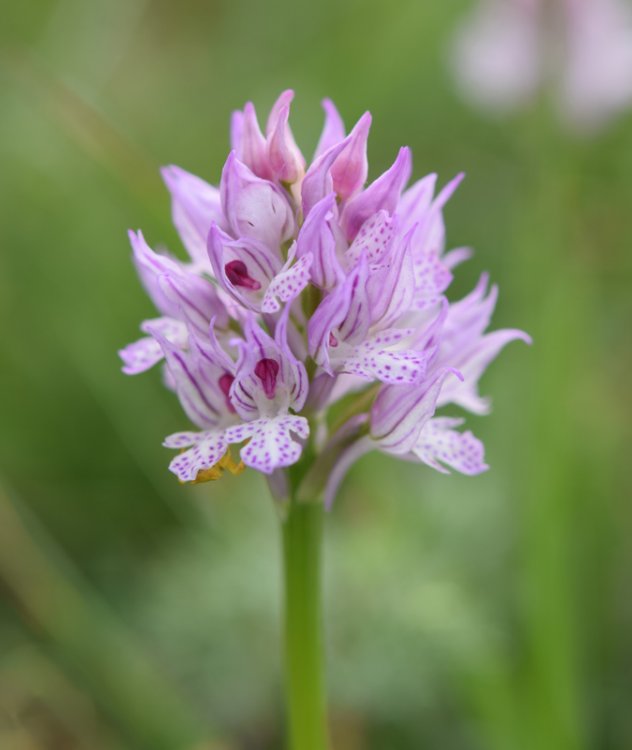 Neotinea tridentata (Scop.) R.M. Bateman, Pridgeon & M.W. Chase 1997. 2.jpg