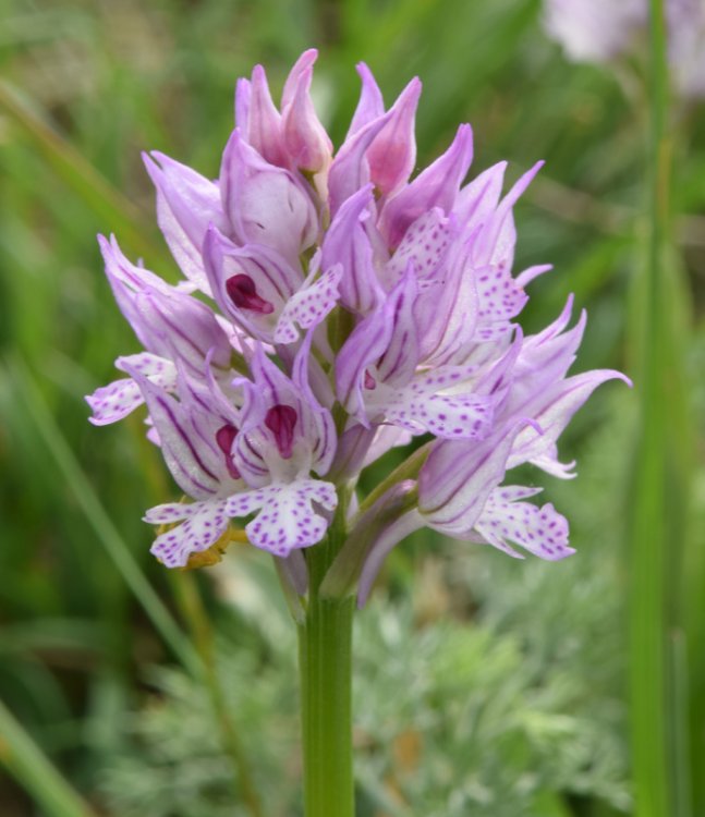 Neotinea tridentata (Scop.) R.M. Bateman, Pridgeon & M.W. Chase 1997. 3.jpg