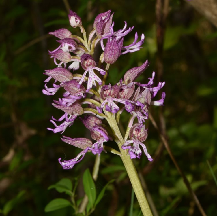 Orchis angusticruriis ex Humn. (Orchis purpurea x Orchis simia) Regione Veneto (VI) alt.m.220. 15 Aprile 2017. 5.jpg