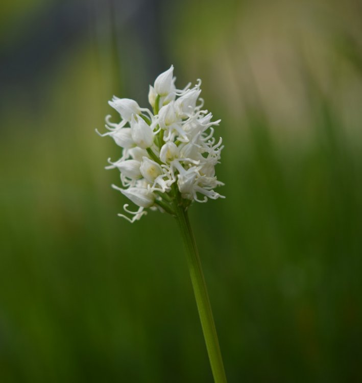 Orchis simia Lam. 1779 apocromica. 4.jpg