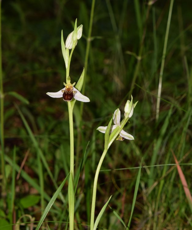 Ophrys apifera Hud. 1762. 1.jpg