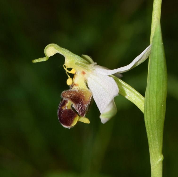 Ophrys apifera Hud. 1762. 3.jpg