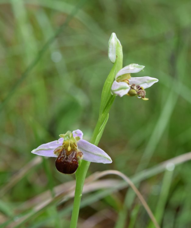 Ophrys apifera Hud. 1762. 4.jpg