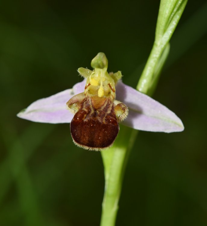 Ophrys apifera Hud. 1762. 5.jpg