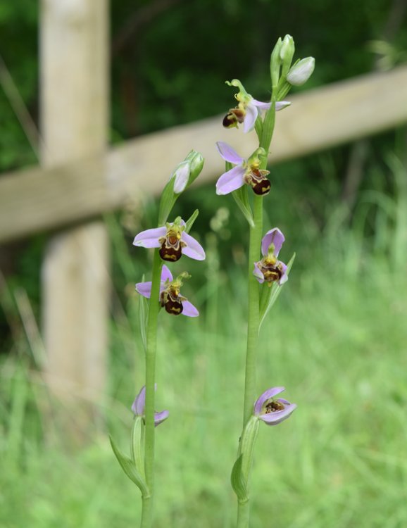 Ophrys apifera Hud. 1762. 7.jpg