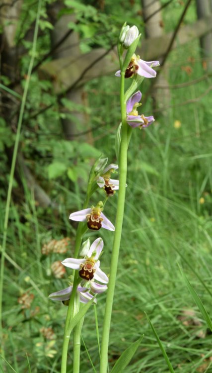 Ophrys apifera Hud. 1762. 8.jpg