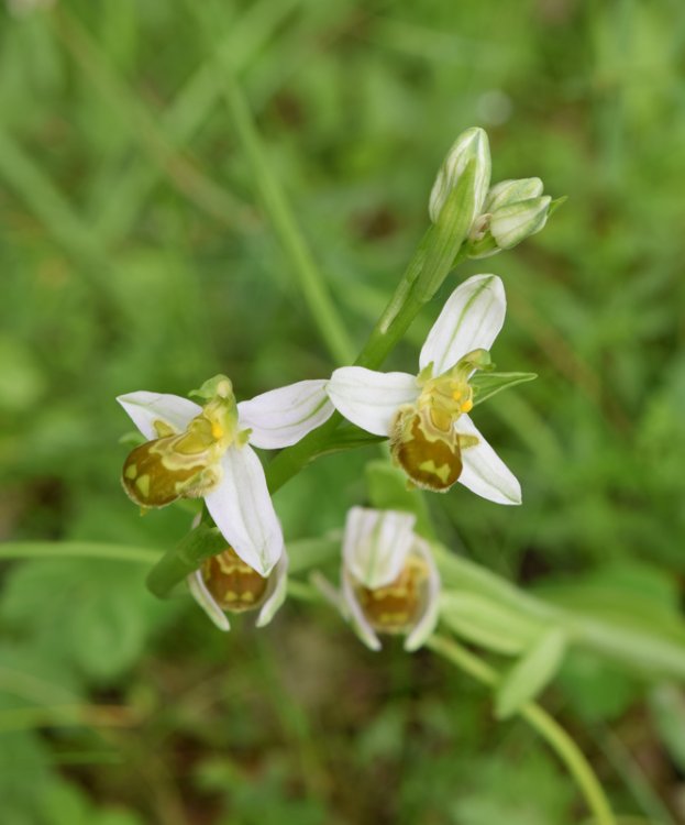 Ophrys apifera Huds. (1).jpg