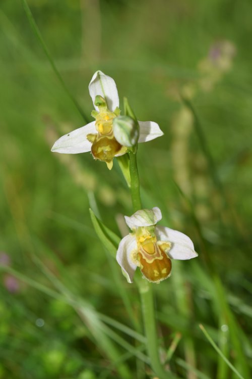 Ophrys apifera Huds. (3).jpg