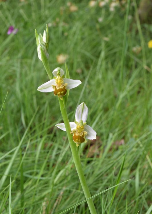 Ophrys apifera Huds. (4).jpg