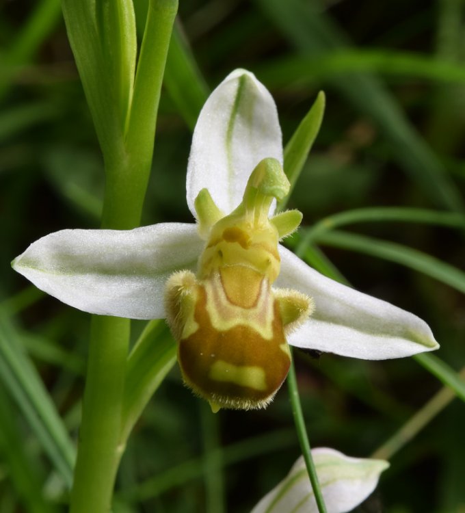 Ophrys apifera Huds. (6).jpg