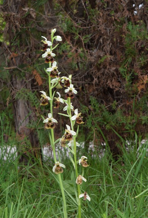 Ophrys holosericea subsp. holosericea (Burm.f.) Greuter 1967 sl. (1).jpg