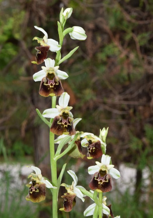 Ophrys holosericea subsp. holosericea (Burm.f.) Greuter 1967 sl. (2).jpg