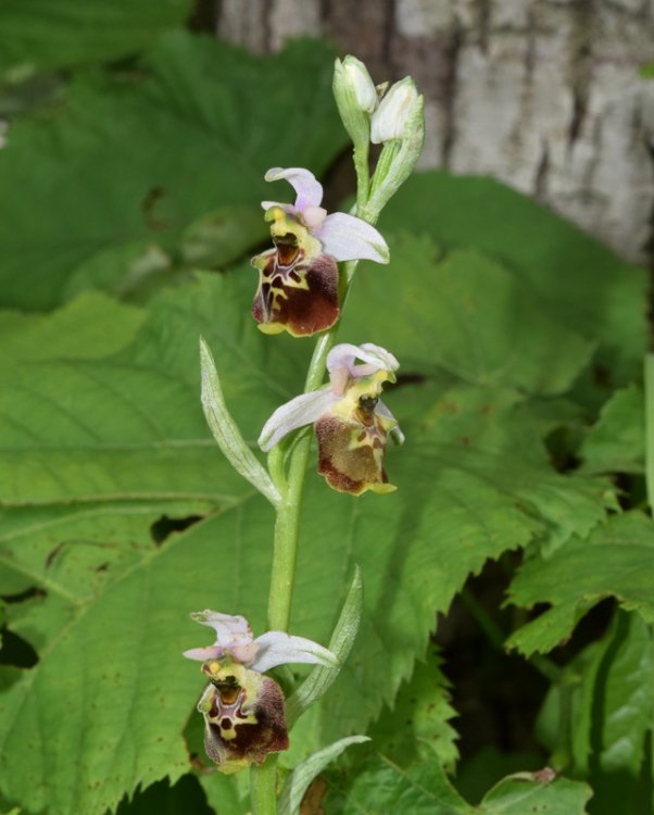 Ophrys holosericea subsp. holosericea (Burm.f.) Greuter 1967 sl. (3).jpg