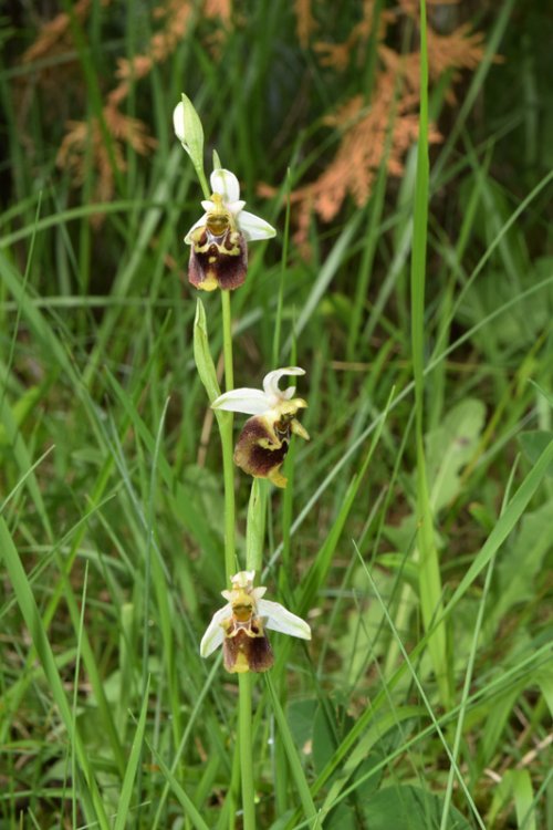 Ophrys holosericea subsp. holosericea (Burm.f.) Greuter 1967 sl. (4).jpg