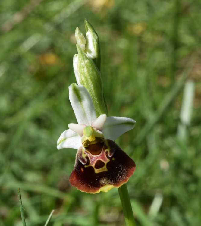 Ophrys holosericea subsp. holosericea (Burm.f.) Greuter 1967 sl. (5).jpg