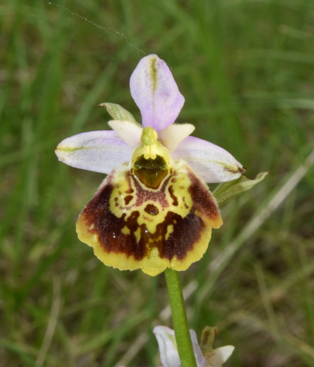 Ophrys holosericea subsp. holosericea (Burm.f.) Greuter 1967 sl. (6).jpg