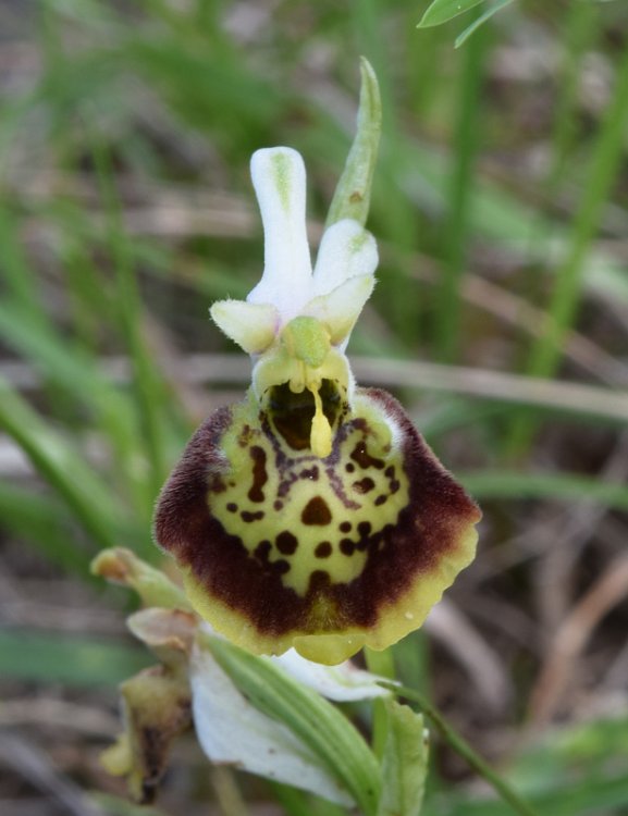 Ophrys holosericea subsp. holosericea (Burm.f.) Greuter 1967 sl. (7).jpg