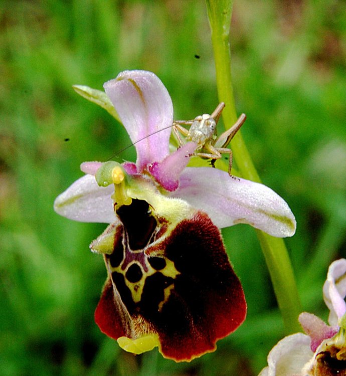 Ophrys holosericea subsp. holosericea (Burm.f.) Greuter 1967 sl. (8).jpg