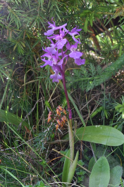 Orchis mascula subsp. speciosa (Mutel) Hegi 1909 (1).jpg