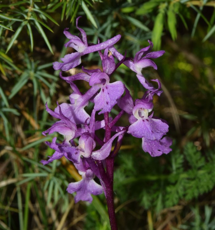 Orchis mascula subsp. speciosa (Mutel) Hegi 1909 (2).jpg