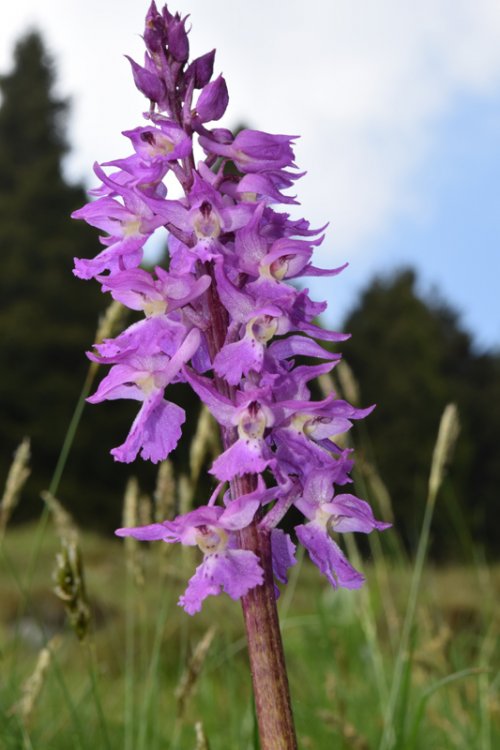 Orchis mascula subsp. speciosa (Mutel) Hegi 1909 (3).jpg