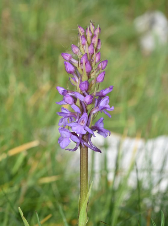 Gymnadenia conopsea (L.) Br. in W.T. Aiton 1813. 1.jpg