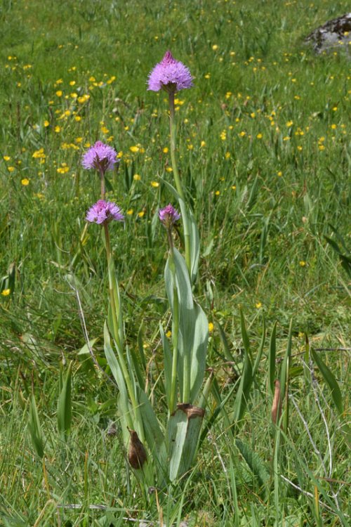 Traunsteinera globosa (L.) Rchb. 1842. 1.jpg