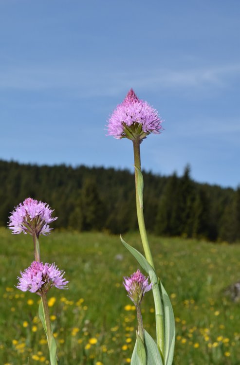 Traunsteinera globosa (L.) Rchb. 1842. 2.jpg