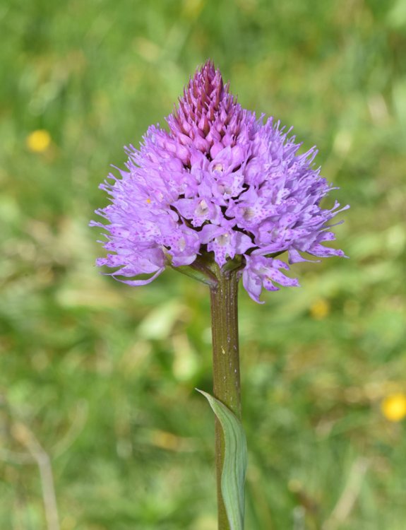 Traunsteinera globosa (L.) Rchb. 1842. 3.jpg