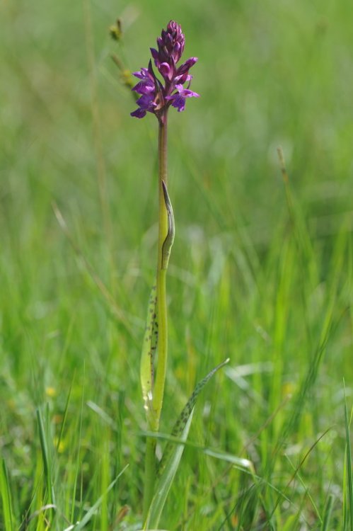 Dactylorhiza_×weissenbachiana4.JPG