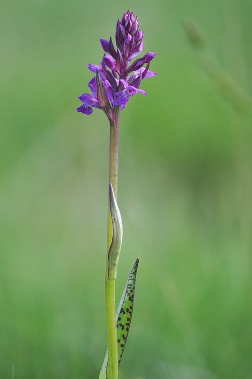 Dactylorhiza_×weissenbachiana1.jpg