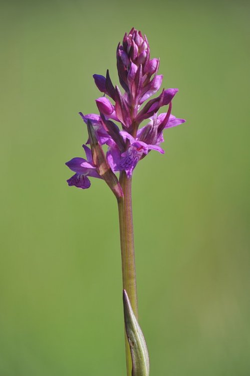 Dactylorhiza_×weissenbachiana2.jpg