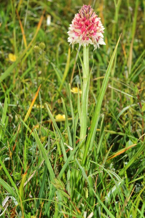 Nigritella nigra subsp. rhellicani (Teppner & E. Klein) H. Bauman, Kùnkele & L. Lorenz. 13.jpg