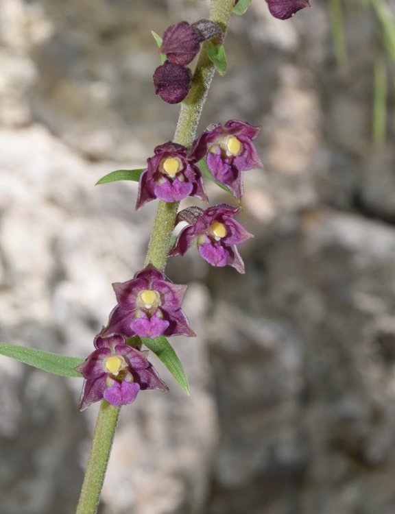 Epipactis atrorubens (Hoffm.) Besser 1809. 1.jpg